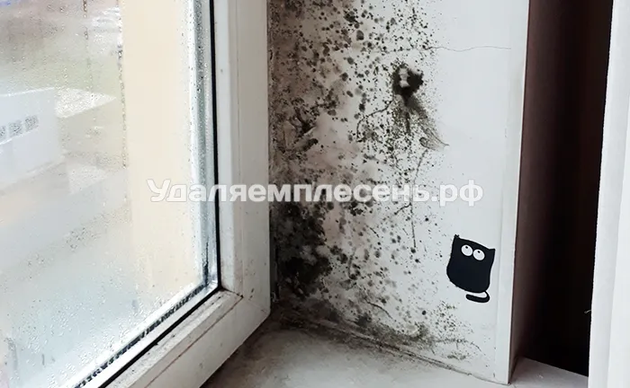 Удаление плесени на откосах