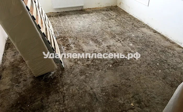 Удаление плесени на полу
