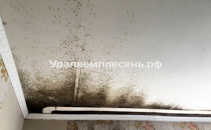 Удаление плесени на потолке