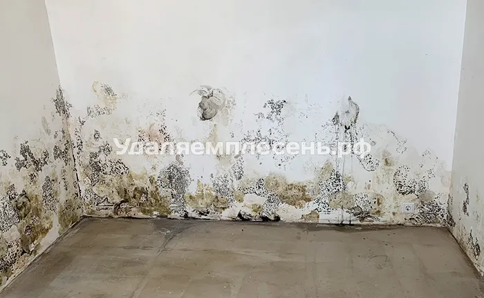 Удаление плесени на стенах